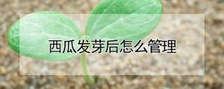 西瓜发芽后怎么管理,第1图