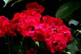 红蔷薇的花语,第3图