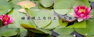 睡莲晚上为什么会合拢,第1图