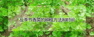 反季节香菜的种植方法和时间,第1图