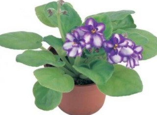 紫罗兰怎么种，紫罗兰种子的种植方法,第6图