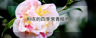 耐冻的四季常青植物,第1图