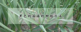 黑色的蒜苗籽种植方法,第1图