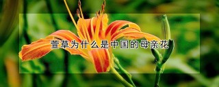 萱草为什么是中国的母亲花,第1图