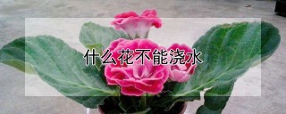 什么花不能浇水,第1图