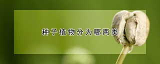 种子植物分为哪两类,第1图