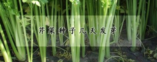 芹菜种子几天发芽,第1图