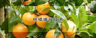 柑橘嫁接技术,第1图