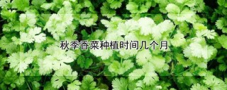 秋季香菜种植时间几个月,第1图