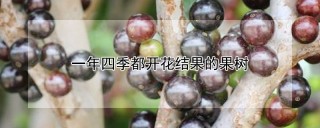 一年四季都开花结果的果树,第1图