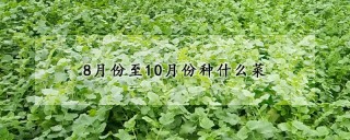 8月份至10月份种什么菜,第1图