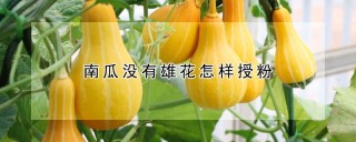 南瓜没有雄花怎样授粉,第1图