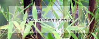 跟竹子一样的植物是什么因为什么,第1图