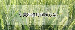 小麦种植时间和方法,第1图