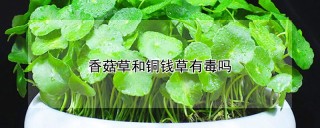 香菇草和铜钱草有毒吗,第1图