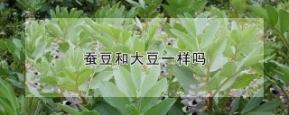 蚕豆和大豆一样吗,第1图