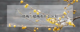 腊梅与蜡梅有什么区别,第1图