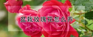 盆栽玫瑰花怎么养,第1图