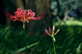 彼岸花怎么繁殖,第2图