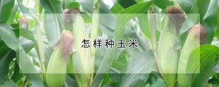 怎样种玉米,第1图