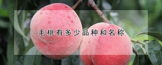 毛桃有多少品种和名称,第1图