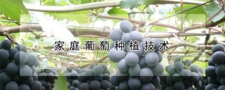 家庭葡萄种植技术,第1图