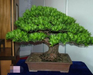 罗汉松盆景怎么摘心，修剪顶部的生长点(树梢枝为10厘米最佳),第1图