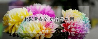 七彩菊花的功效与作用,第1图