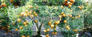 橘子怎么种植,第1图