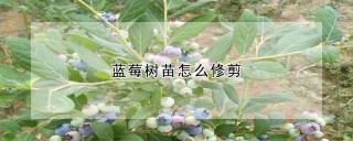 蓝莓树苗怎么修剪,第1图