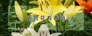 百合花有毒吗,第1图