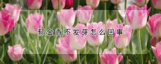 郁金香不发芽怎么回事,第1图