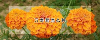 万寿菊怎么种,第1图