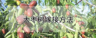 大枣树嫁接方法,第1图