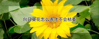 向日葵花怎么养才不会枯萎,第1图