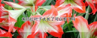 朱顶红叶子太长了可以剪了吗,第1图