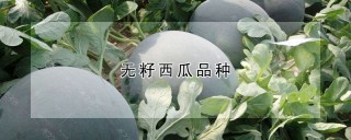 无籽西瓜品种,第1图