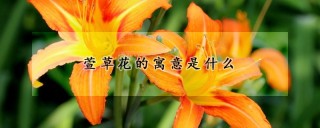 萱草花的寓意是什么,第1图