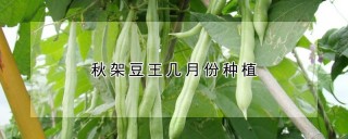 秋架豆王几月份种植,第1图