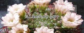 仙人掌的花长什么样子,第1图