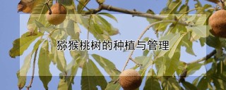 猕猴桃树的种植与管理,第1图