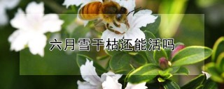 六月雪干枯还能活吗,第1图