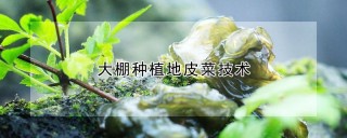 大棚种植地皮菜技术,第1图