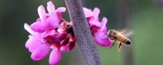 紫荆花什么时候开花,第1图