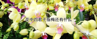 花中四君子指梅还有什么,第1图