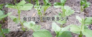 蚕豆生长周期要多少天,第1图