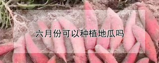 六月份可以种植地瓜吗,第1图