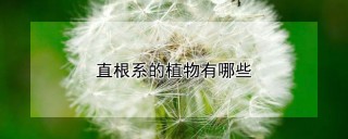 直根系的植物有哪些,第1图