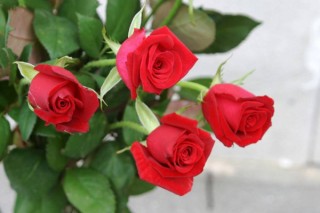 玫瑰盆栽怎么养，4步教你养好玫瑰花,第2图