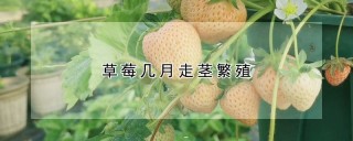 草莓几月走茎繁殖,第1图